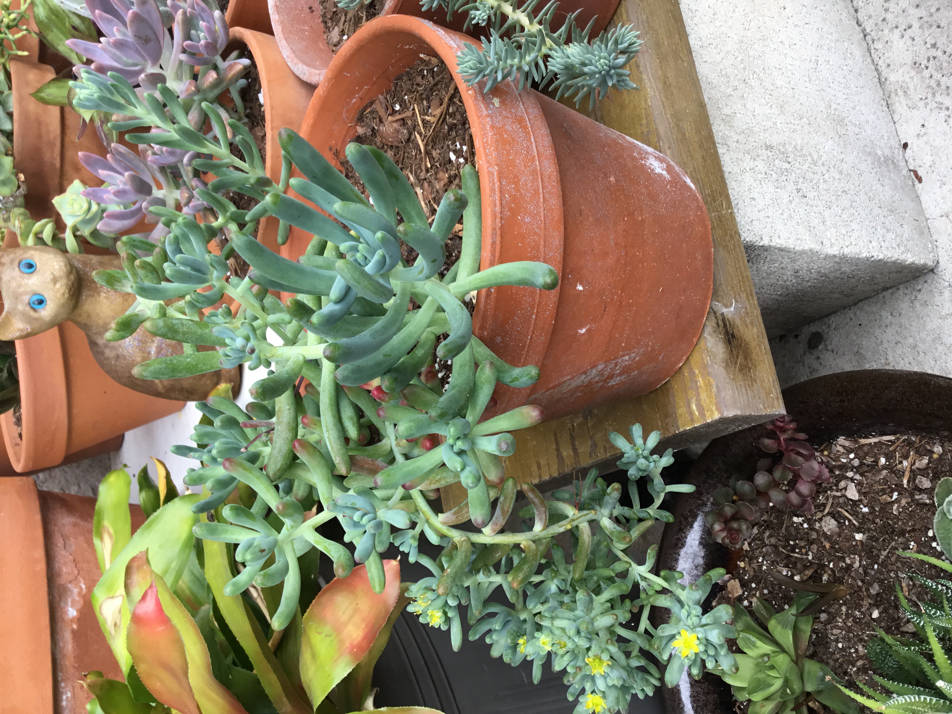 Sedum pachyphyllum - Jelly Beans.jpg